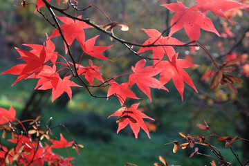 Bright and colourful Japanese maple leaves during the autumn,