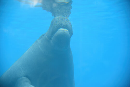 Baby Amazonian Manatee Or Trichechus Inunguis