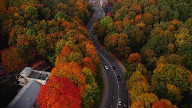 A stunning view of colorful autumn trees on both sides of Parodos street in Kaunas, Lithuania
