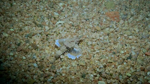Seamoth moves on the sandy bottom in shallow water in sun rays. Pegasus, Little Dragonfish or Common Seamoth (Eurypegasus draconis). Slow motion
