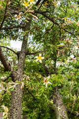 Floss silk tree (Ceiba chodatii), flowering tree in the rainforest in Bolivia.