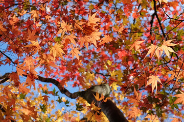 Bright and colourful Japanese maple leaves during the autumn,