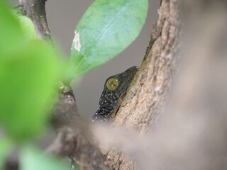 Photo of a baby gecko perched on a tree