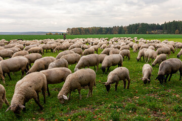 Ein Schafhirte führt seine Herde Schafe über die Felder