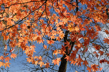 Bright and colourful Japanese maple leaves during the autumn,
