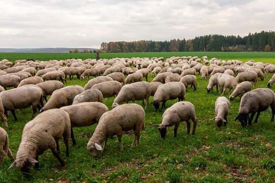 Ein Schafhirte f&uuml;hrt seine Herde Schafe &uuml;ber die Felder