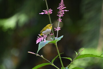 Oriental white eye bird on a wild plant