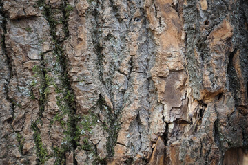 Fototapeta premium Natural background, tree bark texture.