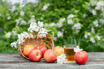 A beautiful still life with ripe apples and branches with white flowers.