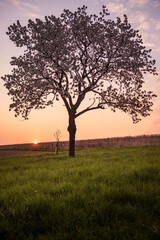 Fototapeta na wymiar Himmel im Morgenrot mit Baum