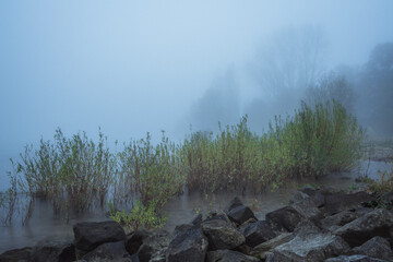 Rheinufer bei morgen Nebel