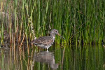Spotted Redshank in water (Tringa erythropus)