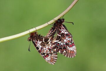 copulating Zerynthia polyxena (southern festoon) butterflies
