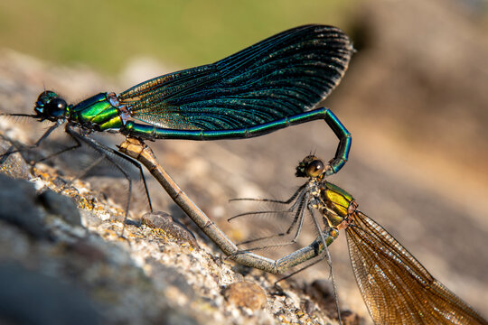 accouplement de deux libellules