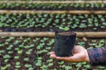 Farmer holding young plant coffee seedlings is growing in black bag in the agricultural farm