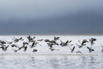 A flock of ducks flying away over the water 
