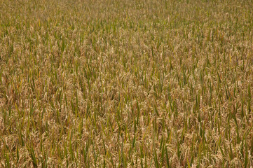 Golden Paddy Field On Daylight.