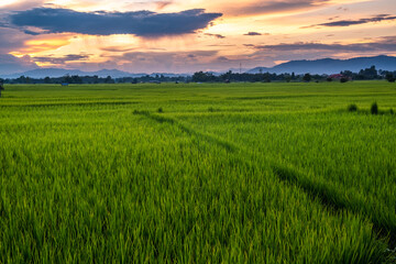 Fototapeta na wymiar The rice was growing at sunset and there was a beautiful blue sky.
