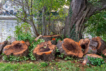 A freshly cut down diseased tree with rotten core by a river lbig logs lying around. Location Hampton Court, London, UK - Powered by Adobe