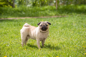 Obraz premium a small beige pug stands on a green summer meadow with a smile during a walk. A pet looks into the camera with a funny face