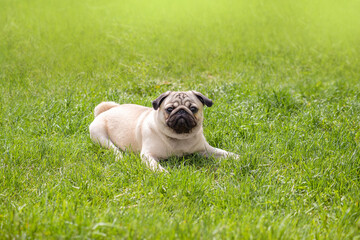 a small beige pug lies on a green summer meadow during a walk. A pet looks into the camera with a funny face