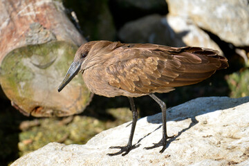 Hamerkop (Scopus umbretta) standing on rock and seen from profile