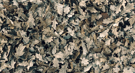 Naturalne tło, tekstura  jesiennych opadniętych liści dębu. - obrazy, fototapety, plakaty