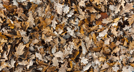 Naturalne tło, tekstura  jesiennych opadniętych liści dębu w kolorach brązu  i szarości. - obrazy, fototapety, plakaty