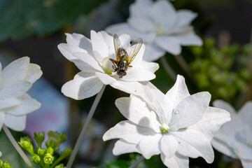 spring flowers