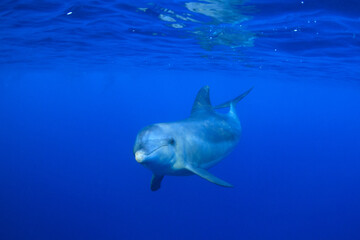 Delfín  en libertad 