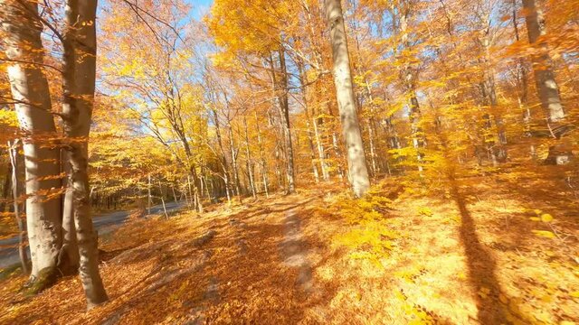 Maneuverable FPV motion flight in cinematic wonderful wild forest trees environment on autumn season. Scenic park. Nature. Aerial drone.