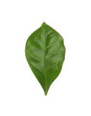 Obraz premium Leaf of coffee plant isolated on white