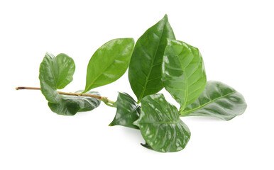 Branch of coffee plant isolated on white