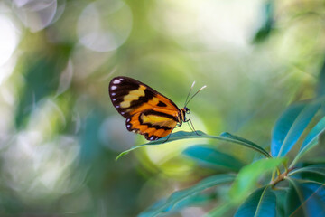 Butterfly on a piece of crystal