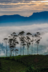 Fototapeta na wymiar Beautifull view of trees lined above the hills of tea gardens at sunrise and thick fog.