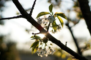 Kirschblüte