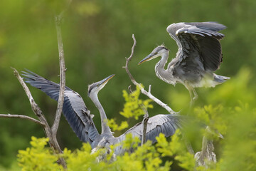 Naklejka premium grey heron