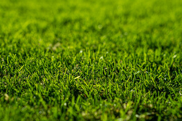 Lush green lawn grass, close up.