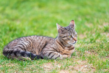 playful striped gray kitty sitting in grass