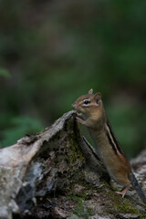 Eastern Chipmunks climbing downed trees