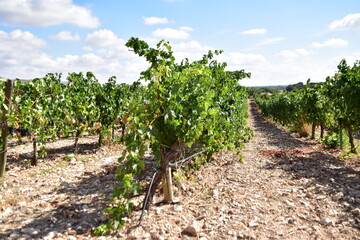 Fototapeta na wymiar Detail view of the grapes and vineyards of the Rivera del Duero region in Valladolid, Spain.