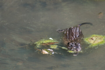 Common Muskrat swimming towards camera