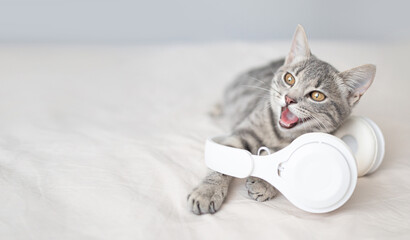 Happy lazy and funny grey cat with blue eyes with white wireless headphones lying and enjoys in...