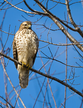 Vertical shot of a Red-Shouldered Hawk sitting on a branch, Clarksville, Tennessee