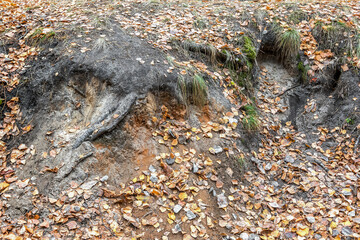The sandy ravine is strewn with autumn fallen leaves. Natural pattern and texture.