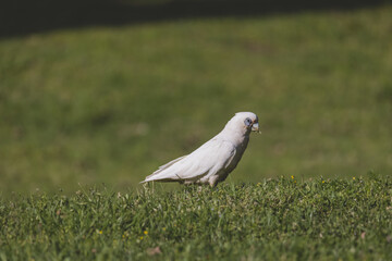 White Corella grazing on green grass