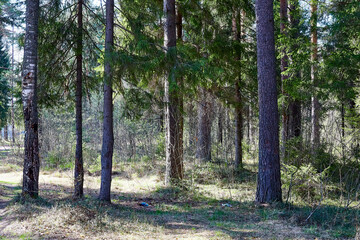 Pine forest with green tall trees in a summer day