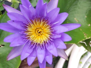 purple lotus flower