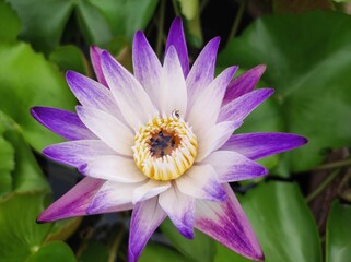 purple lotus flower