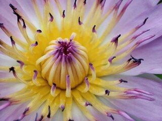 close up of a flower
